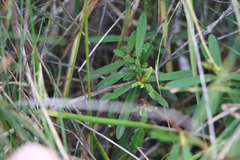Hibbertia salicifolia