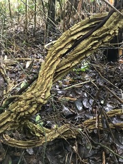Cardiopteris moluccana