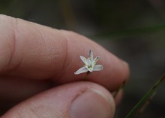 Caesia parviflora parviflora