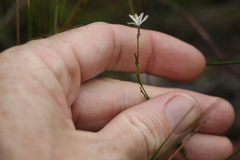 Caesia parviflora parviflora