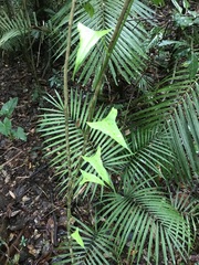 Cardiopteris moluccana