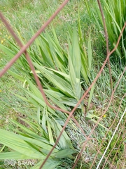 Crocosmia paniculata