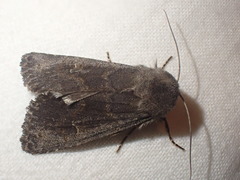 Aporophyla lutulenta