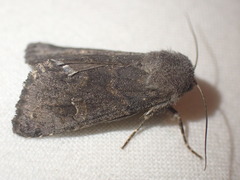 Aporophyla lutulenta