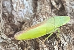 Reuplemmeles hobartensis