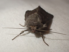 Aporophyla lutulenta