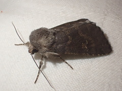 Aporophyla lutulenta