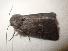 Aporophyla lutulenta