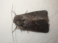 Aporophyla lutulenta