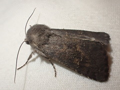 Aporophyla lutulenta