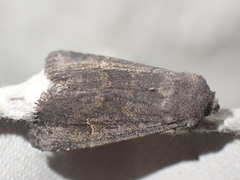 Aporophyla lutulenta