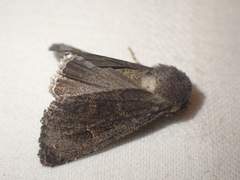 Aporophyla lutulenta