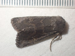 Aporophyla lutulenta