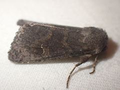 Aporophyla lutulenta