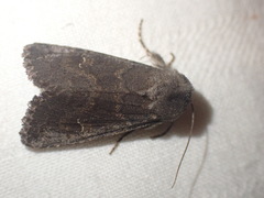 Aporophyla lutulenta
