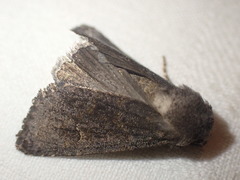 Aporophyla lutulenta