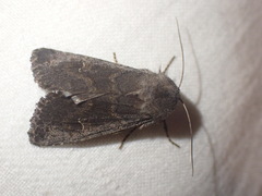Aporophyla lutulenta