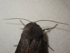 Aporophyla lutulenta