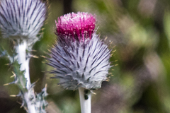 Cirsium occidentale occidentale