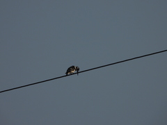 Ceryle rudis leucomelanurus