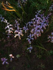 Lachenalia hirta