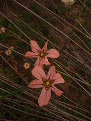 Moraea minor