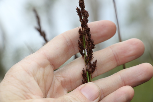 Machaerina teretifolia observed 2021-12-28
