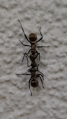 Polyrhachis cupreata