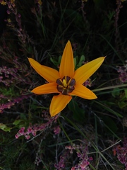 Pauridia canaliculata