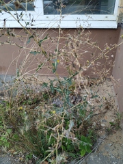 Lactuca serriola