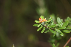 Pultenaea myrtoides