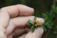 Pultenaea myrtoides