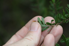 Pultenaea myrtoides