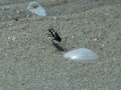 Hypaetha biramosa