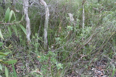 Pultenaea myrtoides