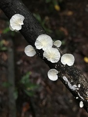 Campanella junghuhnii