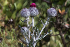 Cirsium occidentale occidentale