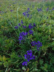 Lapeirousia oreogena