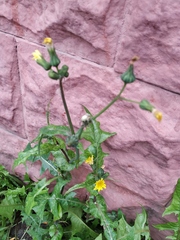 Sonchus oleraceus