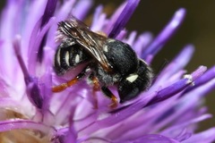 Pseudoanthidium tenellum