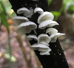 Campanella junghuhnii