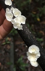 Campanella junghuhnii