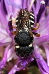 Pseudoanthidium tenellum