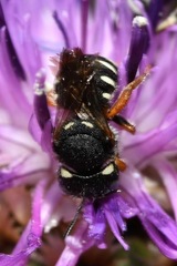 Pseudoanthidium tenellum