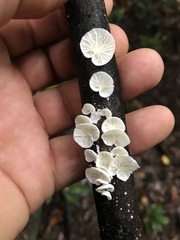 Campanella junghuhnii