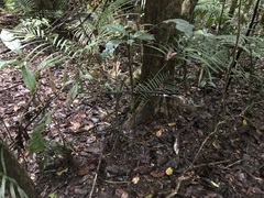 Campanella junghuhnii