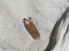 Depressaria daucella