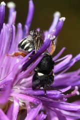 Pseudoanthidium tenellum