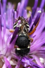 Pseudoanthidium tenellum