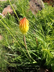 Kniphofia fluviatilis
